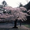 桜のシャワー