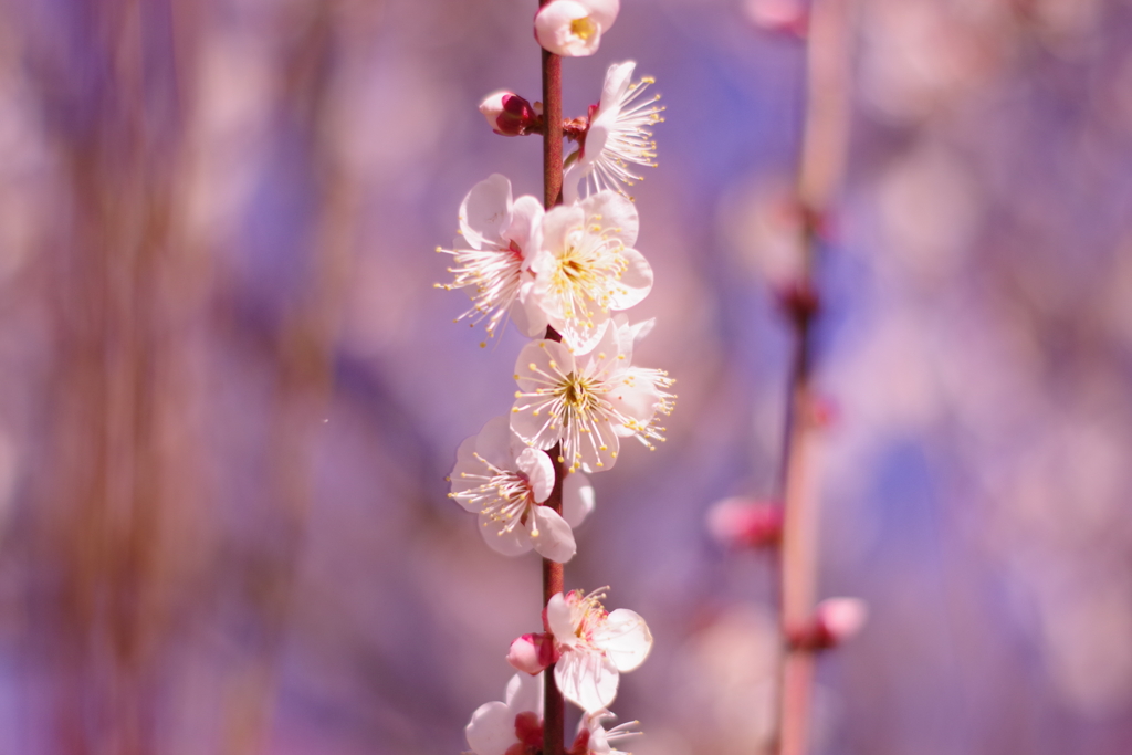 梅の花