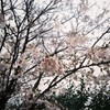 雨にぬれても