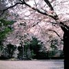 さくら