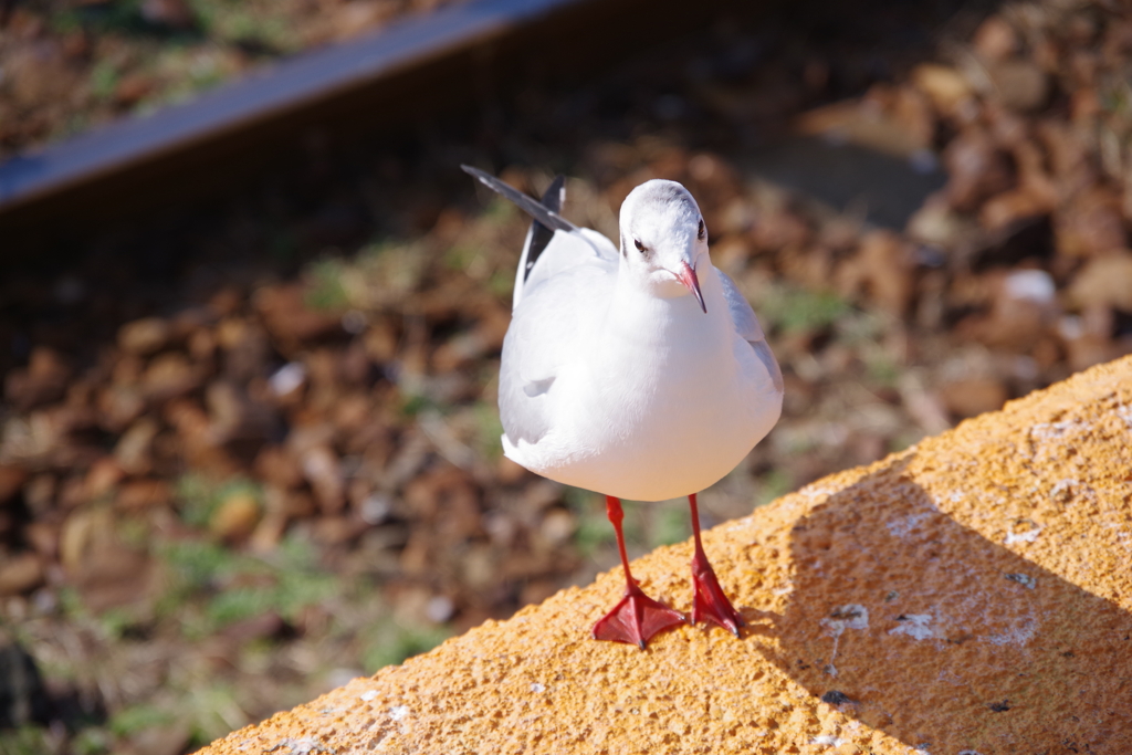 ちょっとキメ顔