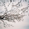 春の魁