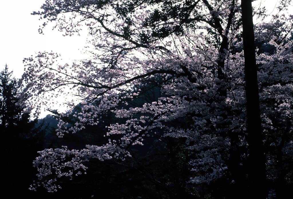 山の中の桜