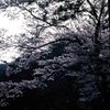 山の中の桜