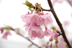 雨天にピンク