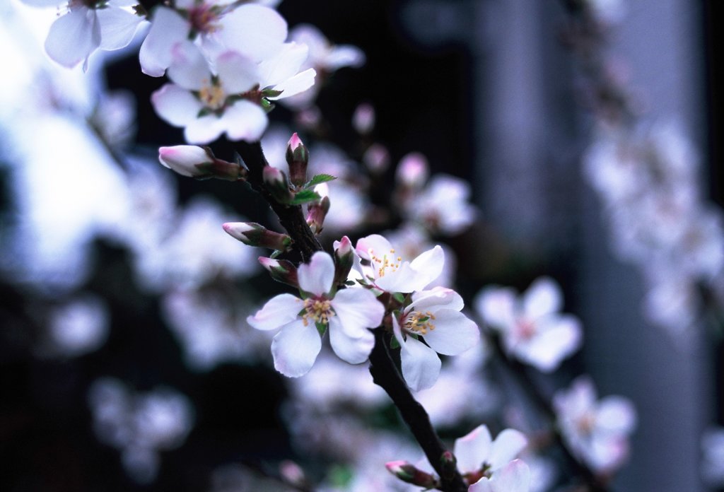 ユスラウメの花