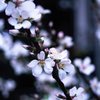 ユスラウメの花