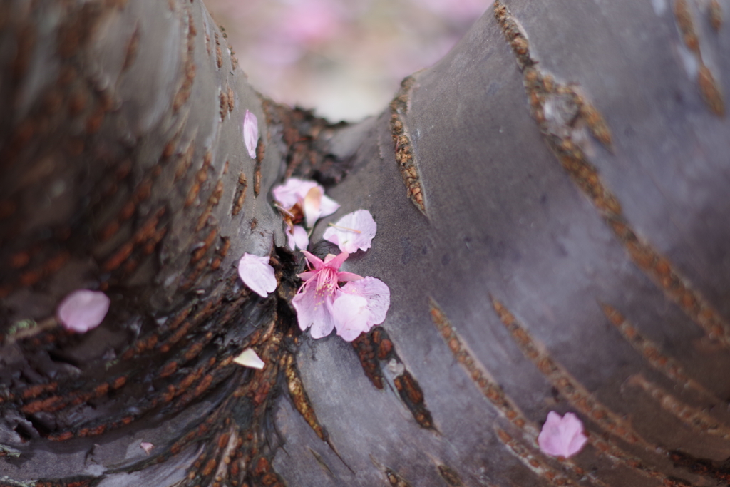 砕けた桜