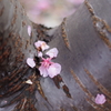 砕けた桜