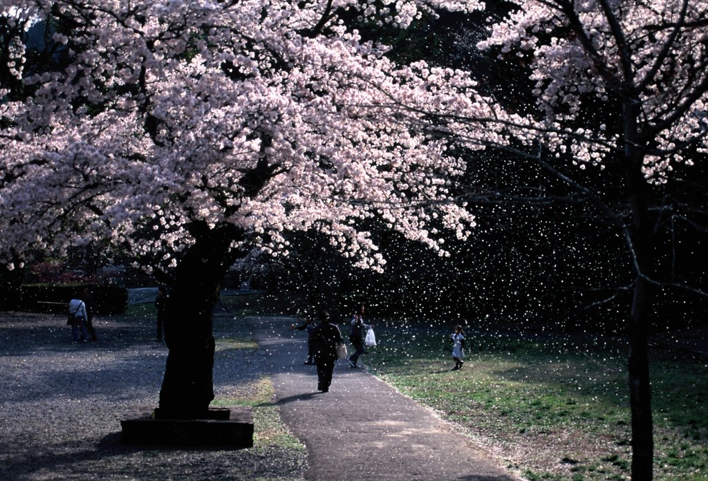 桜の花とたわむれて