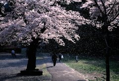 桜の花とたわむれて