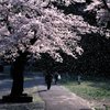 桜の花とたわむれて