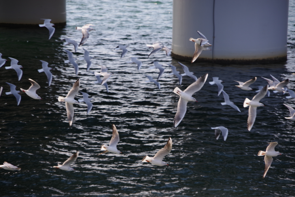 翔べユリカモメ
