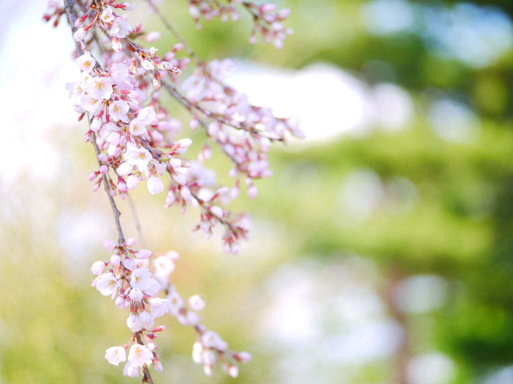 桜　四分咲きくらい