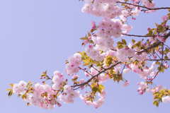 見頃となった八重の桜
