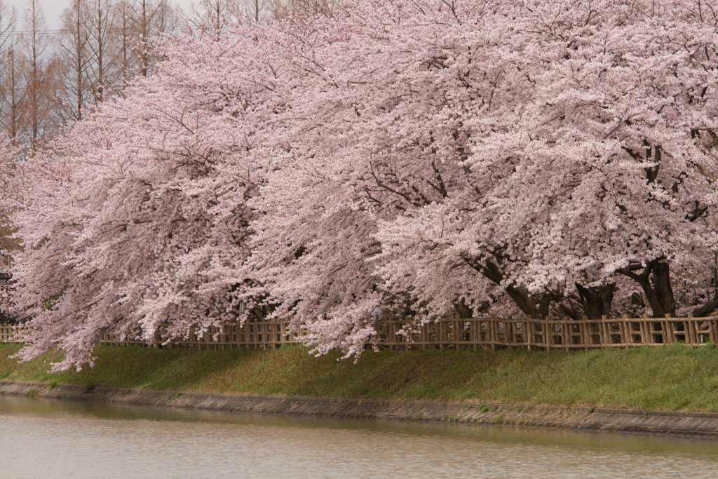 水面に垂れる桜