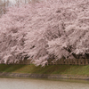 水面に垂れる桜