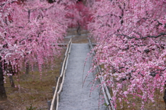 しだれ梅の小路