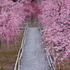 しだれ梅の小路