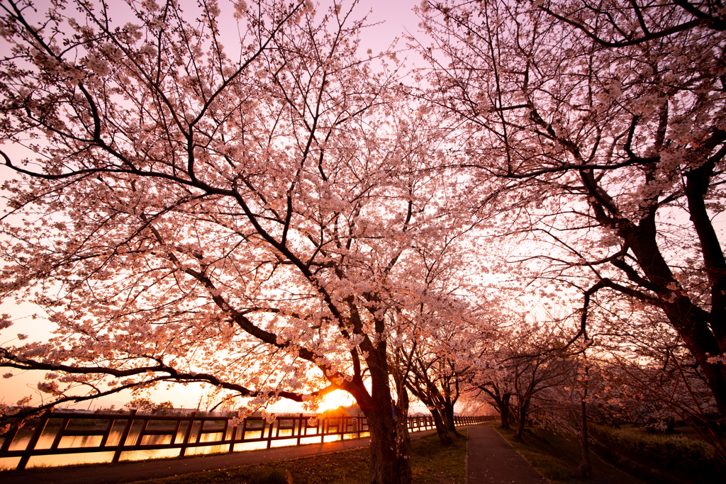 桜_Sunset