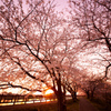 桜_Sunset