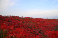 矢勝川堤の彼岸花