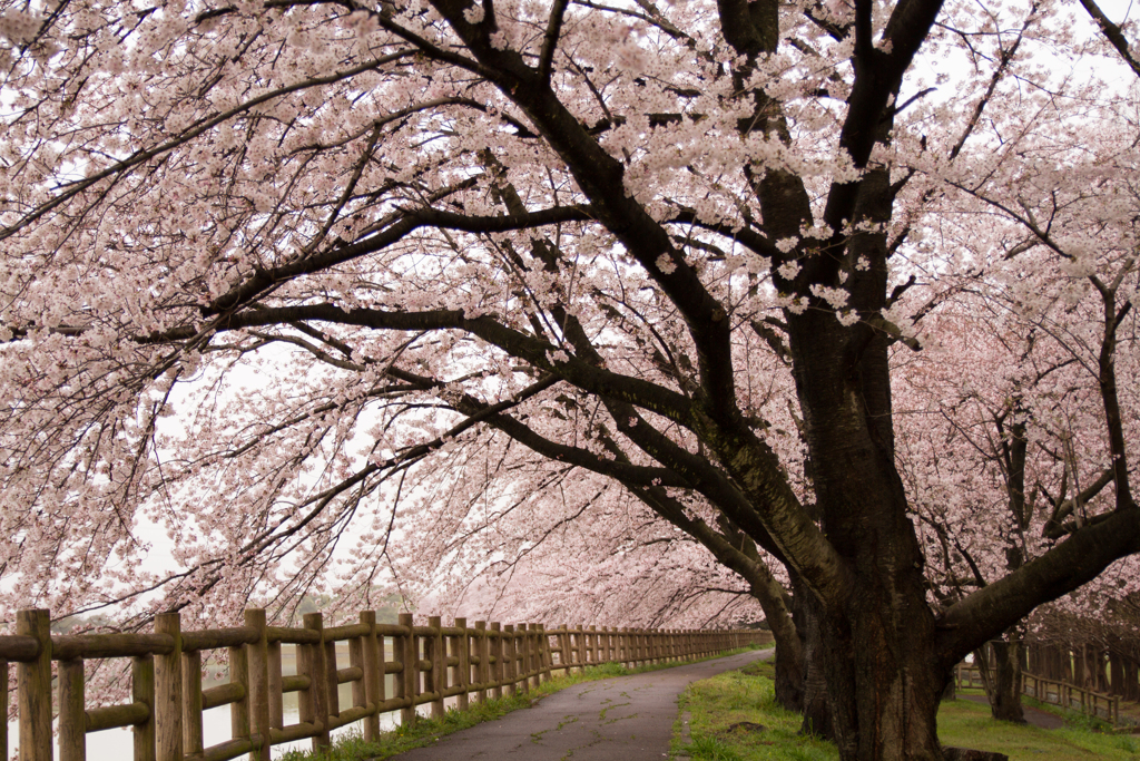 桜 通り抜け
