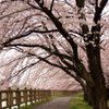 桜 通り抜け