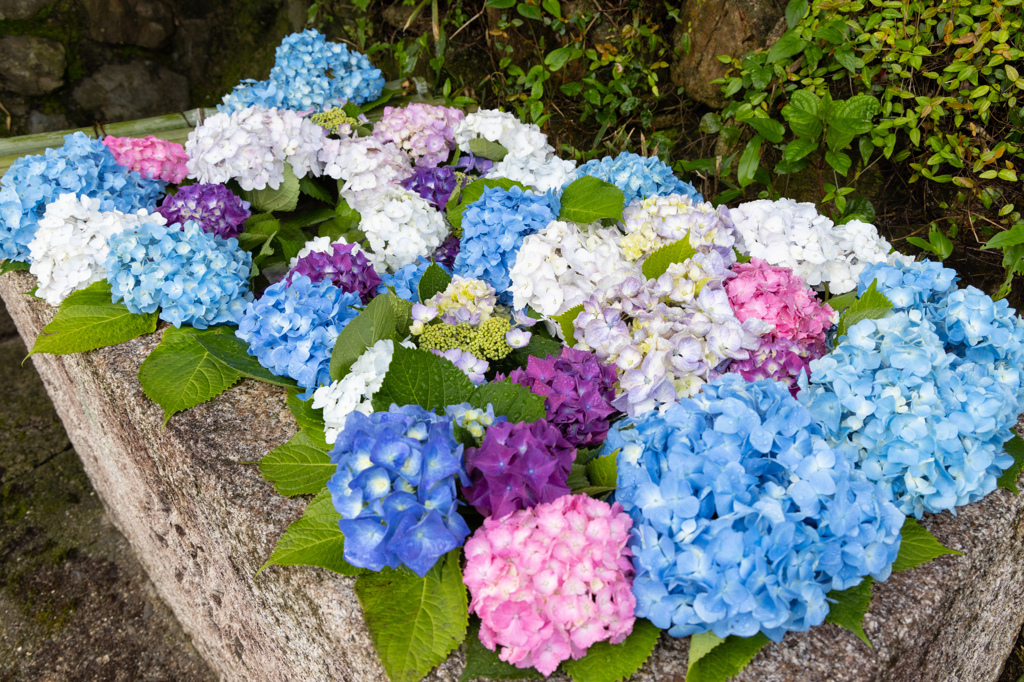 十楽寺のあじさい花手水