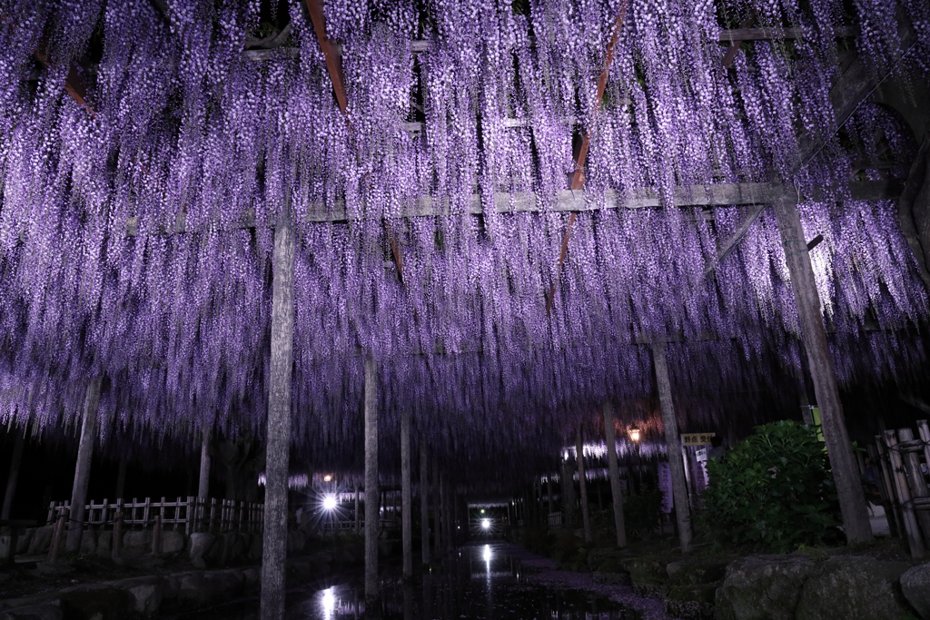 尾張津島の藤まつり