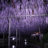 尾張津島の藤まつり