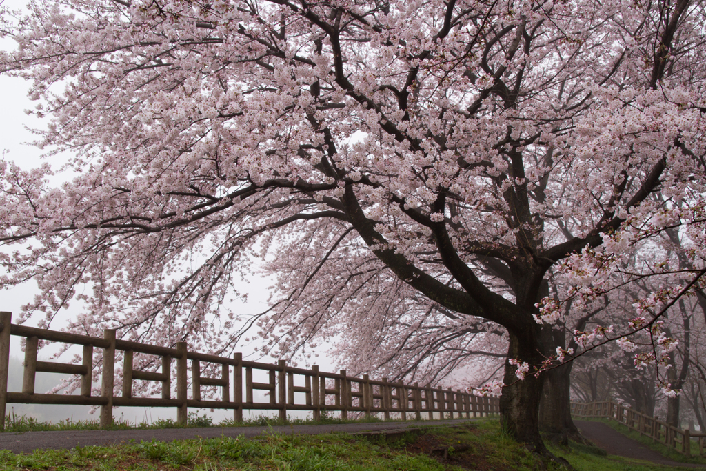 朝霧と桜