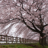 朝霧と桜