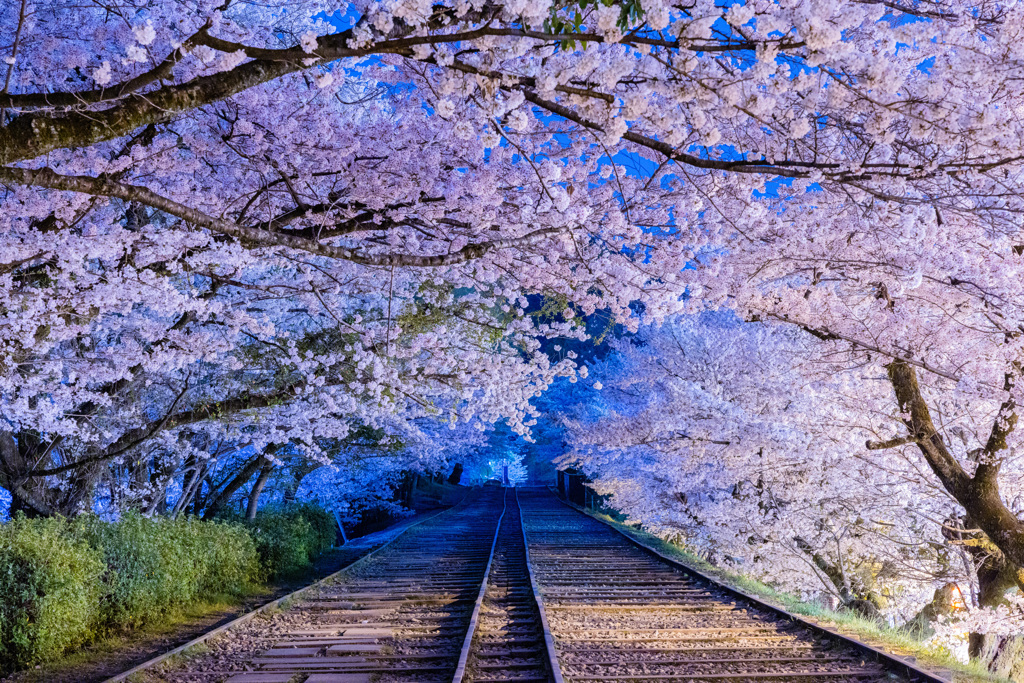 蹴上インクラインの夜桜