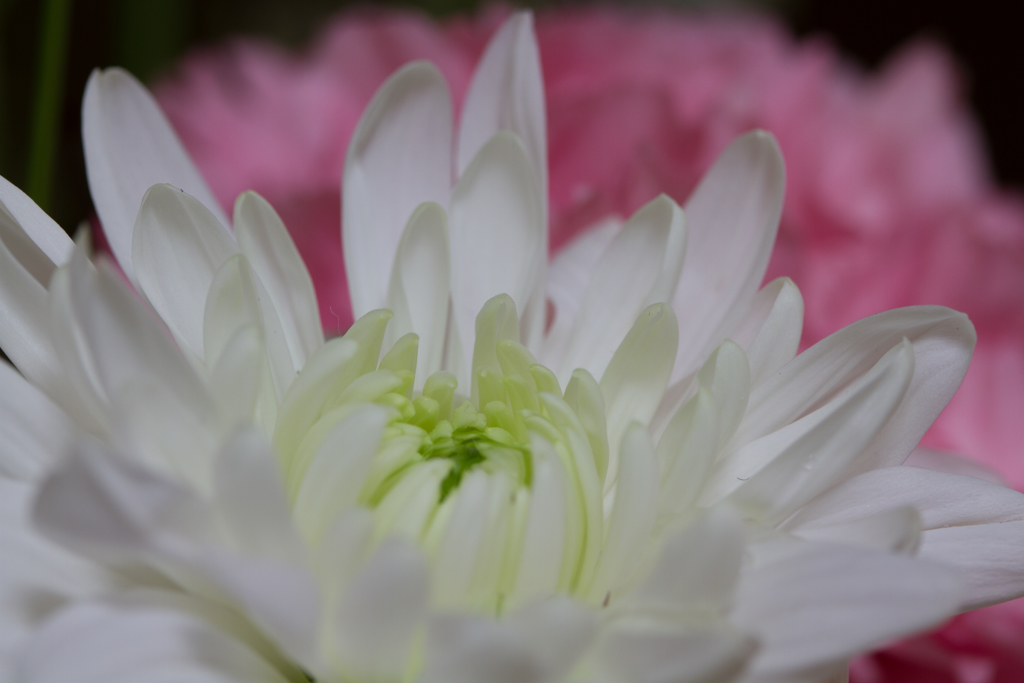 白菊