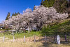 臥龍のサクラ