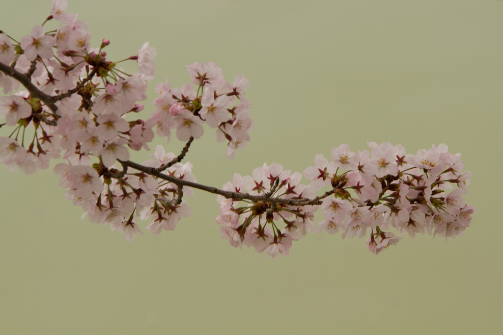 うぐいす色の水面に桜一枝