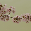 うぐいす色の水面に桜一枝
