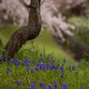 ムスカリと桜