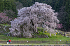 又兵衛桜