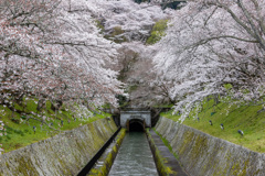 琵琶湖疎水の桜