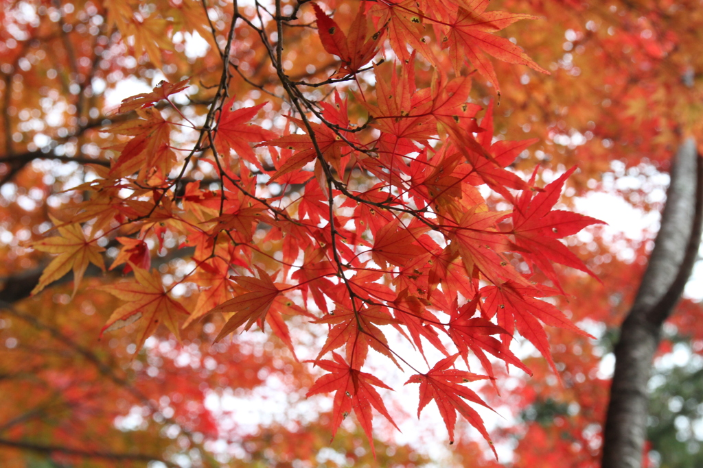 紅葉