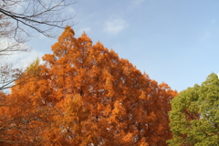 Brown&Green