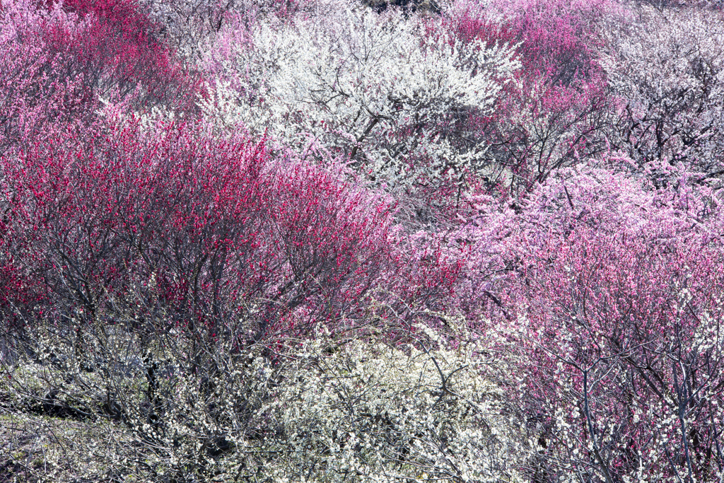 白梅_雪のごとく