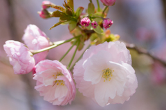 八重の桜、一枝