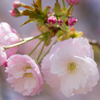 八重の桜、一枝