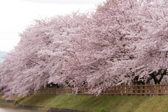 見頃を迎えた桜