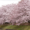 見頃を迎えた桜