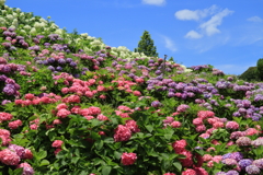 紫陽花