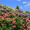 紫陽花
